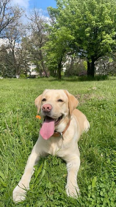 Need Male For Stud/Cross