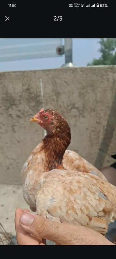 Aseel madi | 03134675541 | aseel murgi | hen | Mainwali madi