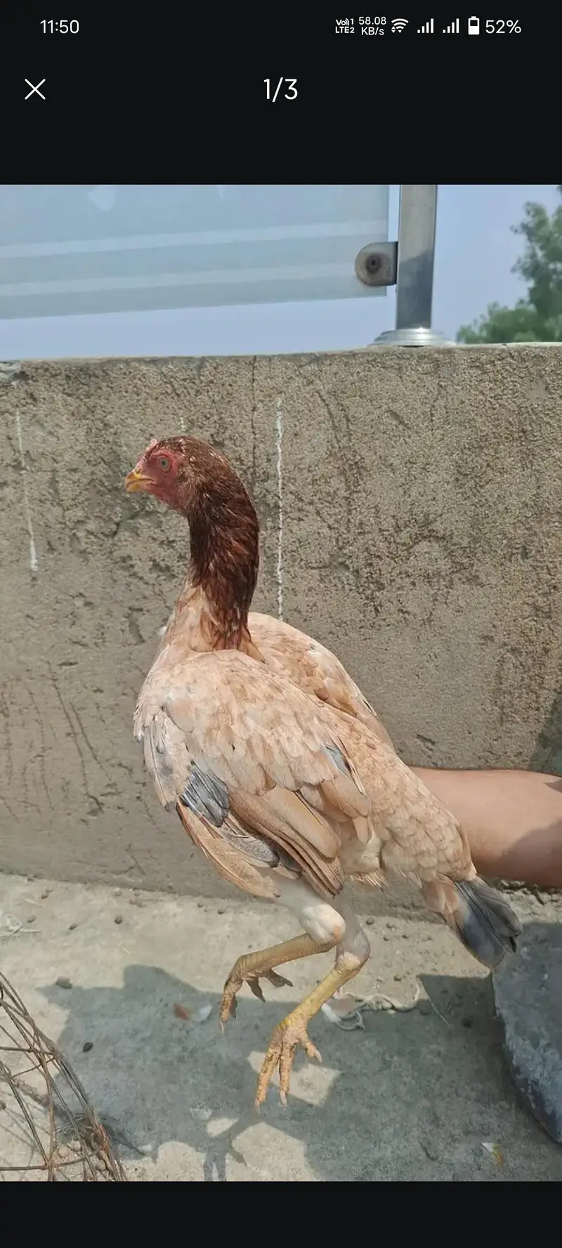 Aseel madi | 03134675541 | aseel murgi | hen | Mainwali madi — photo 2