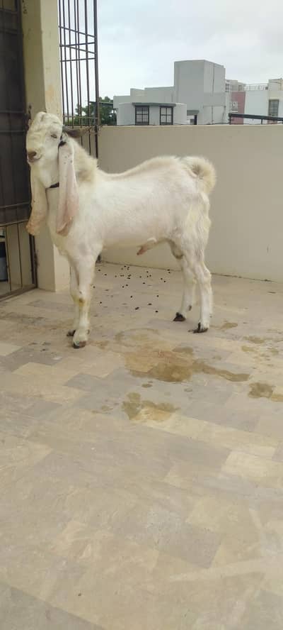 MashAllah Beautiful White Cross Gulabi Healthy Bakra