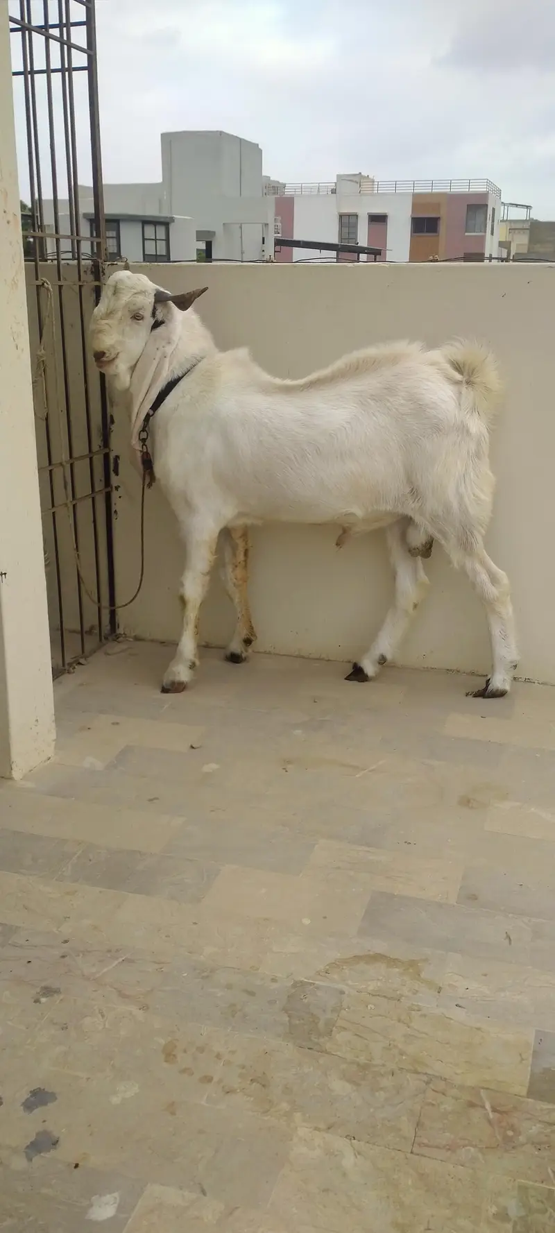 MashAllah Beautiful White Cross Gulabi Healthy Bakra — photo 2