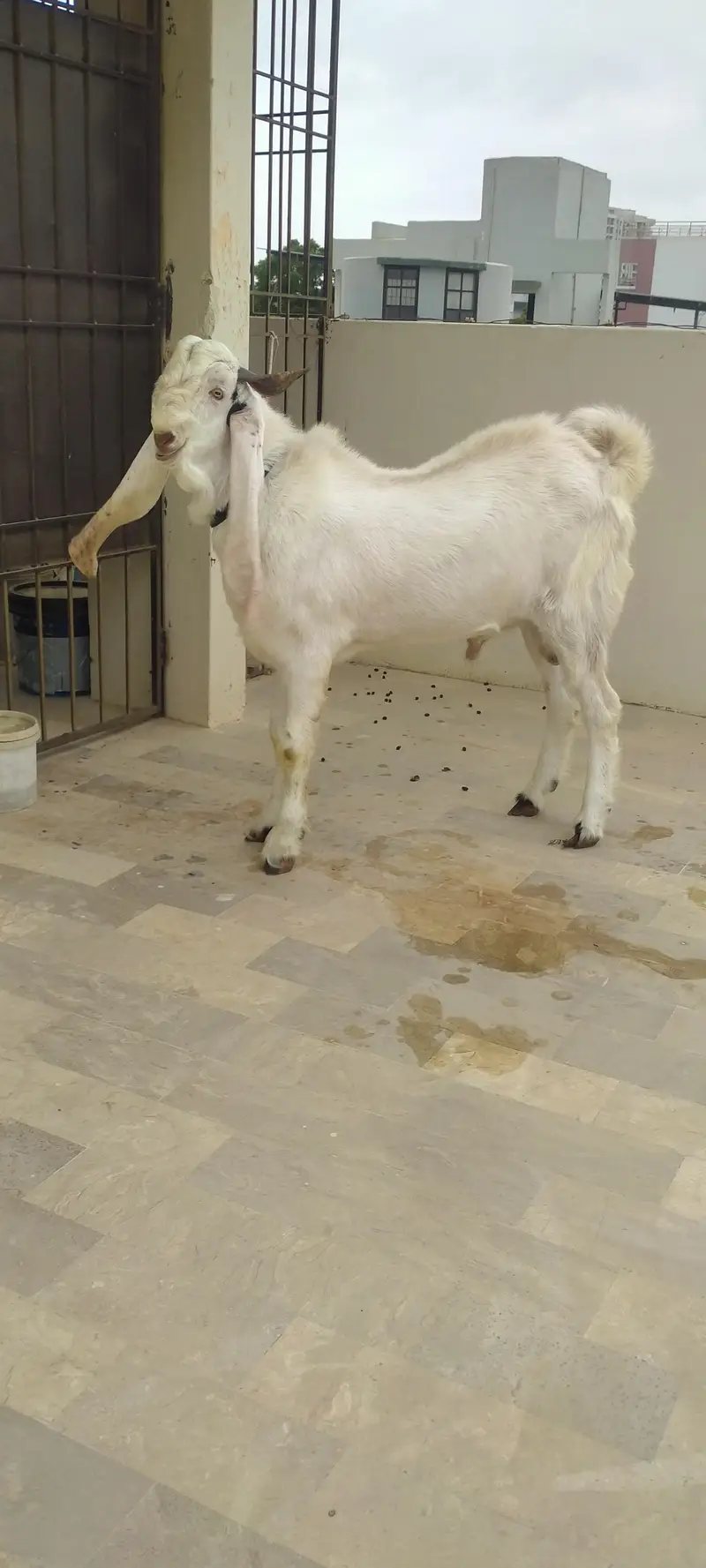 MashAllah Beautiful White Cross Gulabi Healthy Bakra — photo 3
