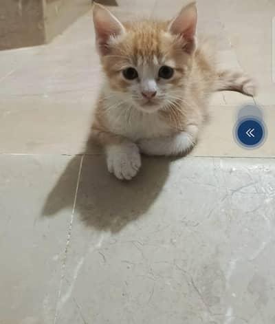 Semi Persian kitten
