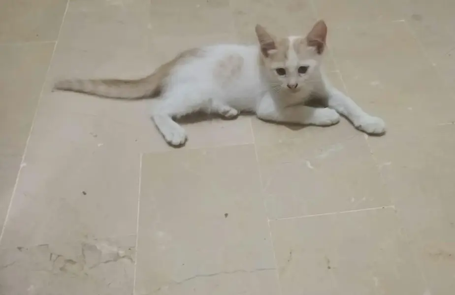 Semi Persian kitten — photo 2