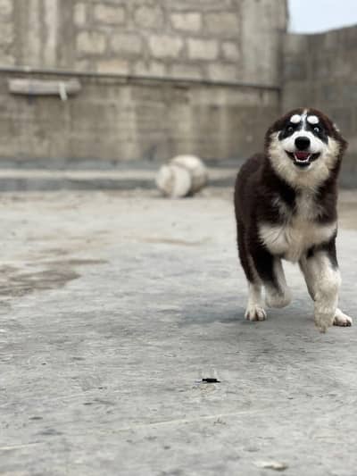 HUSKY PUPPY TOP QUALITY