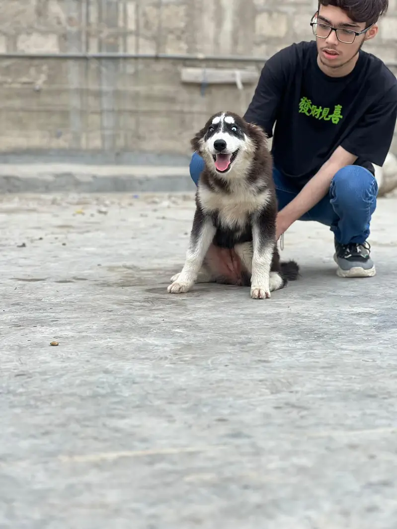 HUSKY PUPPY TOP QUALITY — photo 2