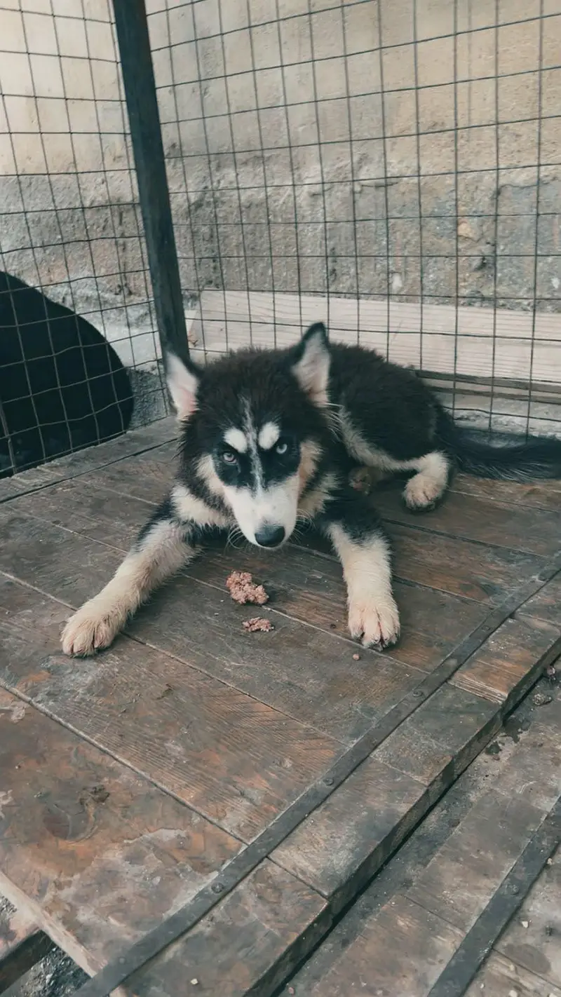 HUSKY PUPPY TOP QUALITY — photo 3