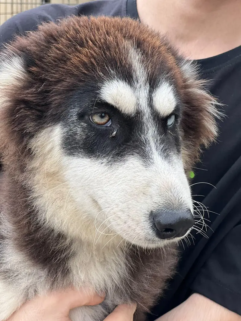 HUSKY PUPPY TOP QUALITY — photo 4
