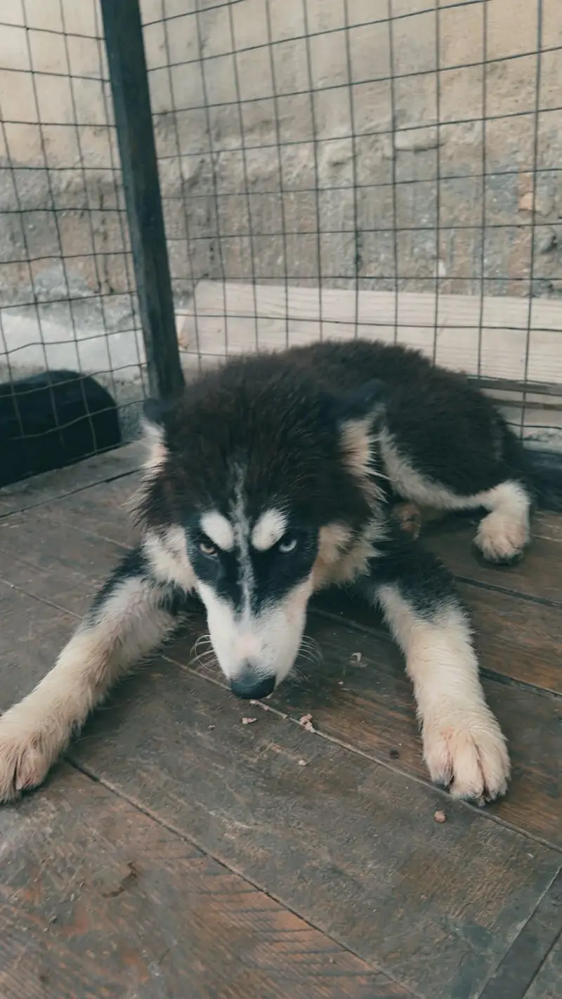 HUSKY PUPPY TOP QUALITY — photo 5
