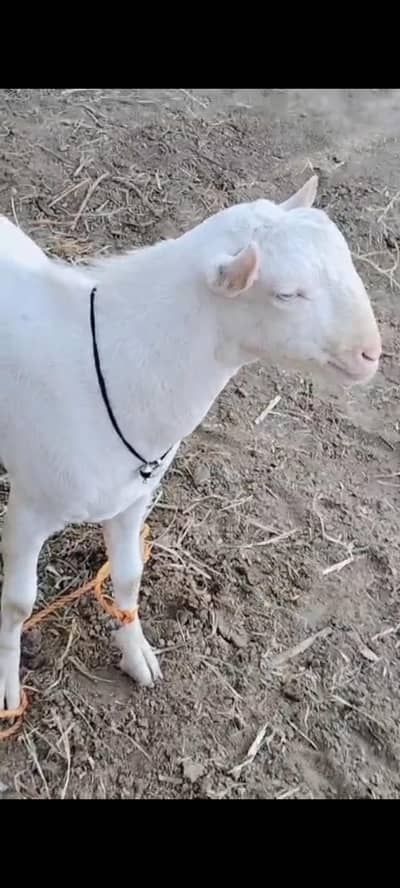 white Eyes Tedda with pointed ear for sale