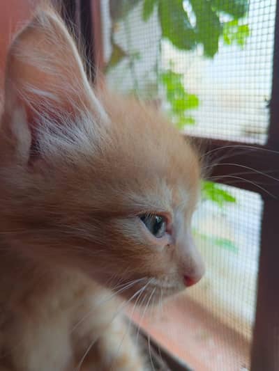 Persian cats available for sale