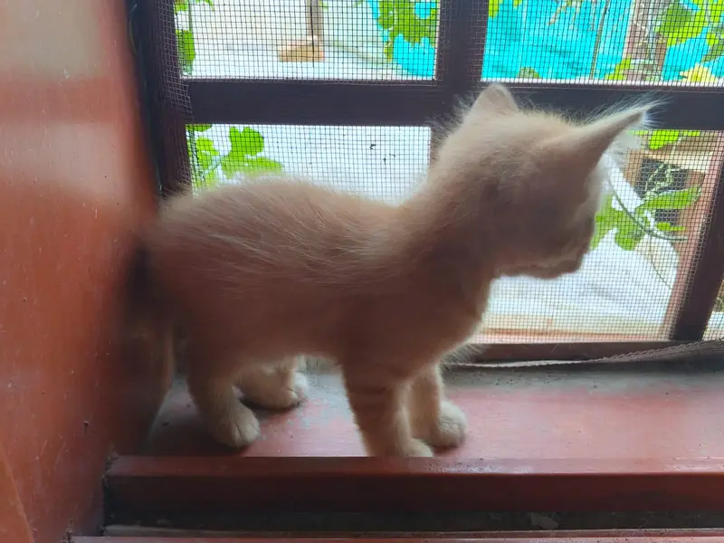 Persian cats available for sale — photo 2