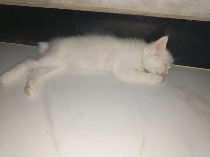 Persian cats available for sale — photo 3
