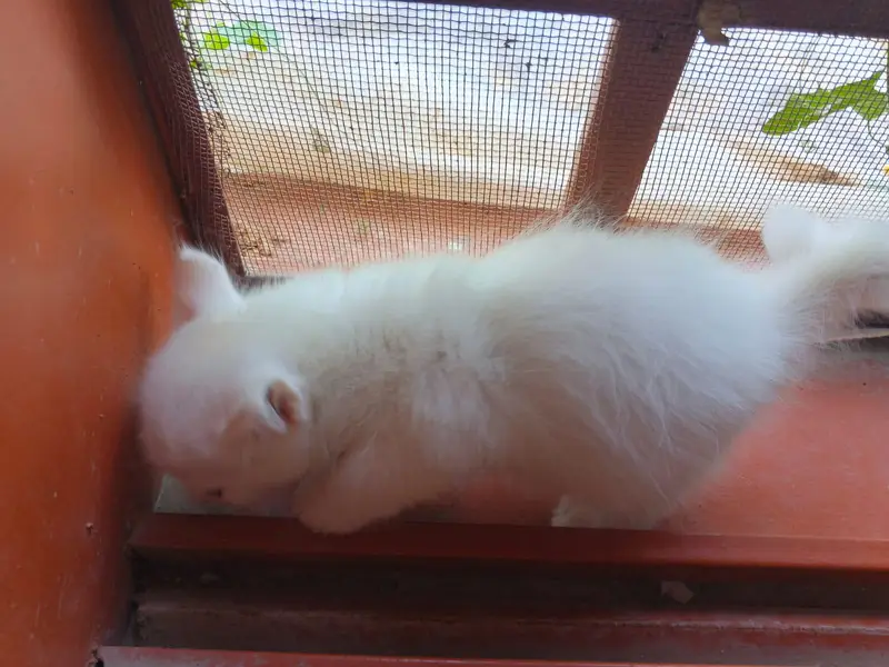 Persian cats available for sale — photo 4