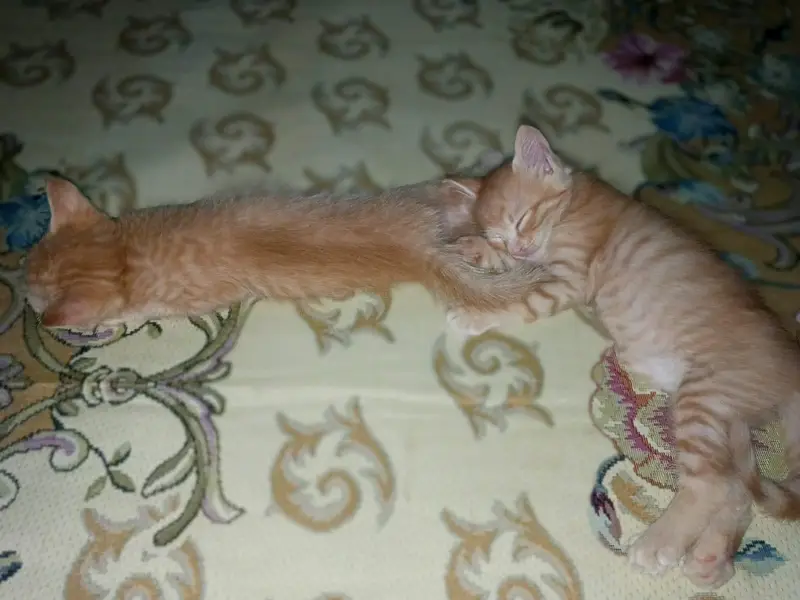 Persian cats available for sale — photo 5