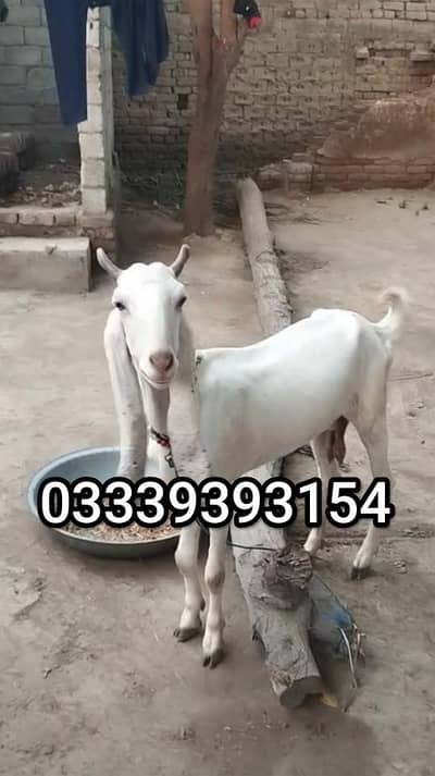 Sindhi nasal ready to cross second timers for more details 03339393154