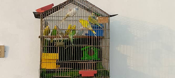 astalian birds 6 pair