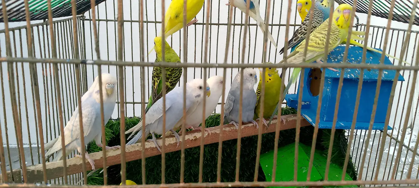 astalian birds 6 pair — photo 2