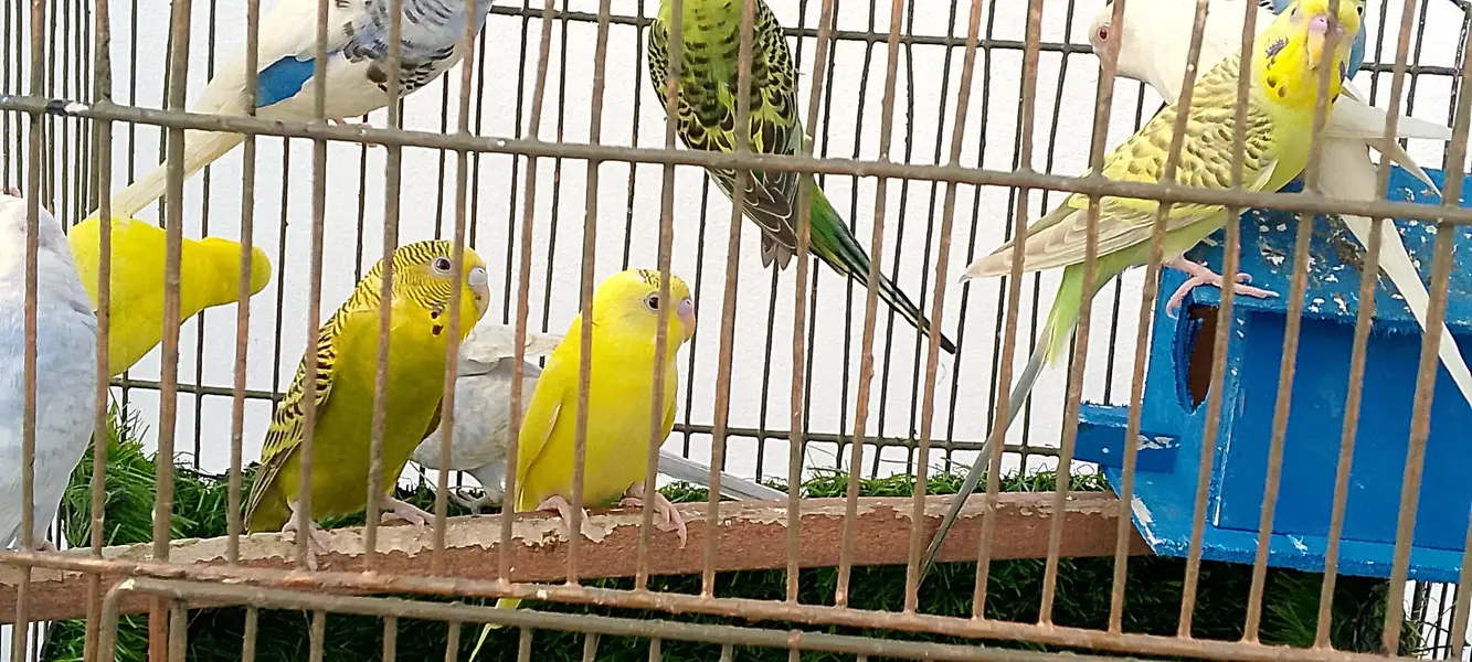 astalian birds 6 pair — photo 3
