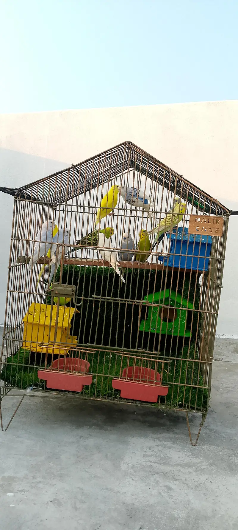 astalian birds 6 pair — photo 4