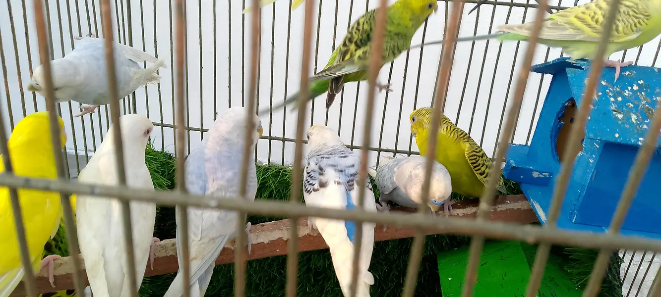 astalian birds 6 pair — photo 5