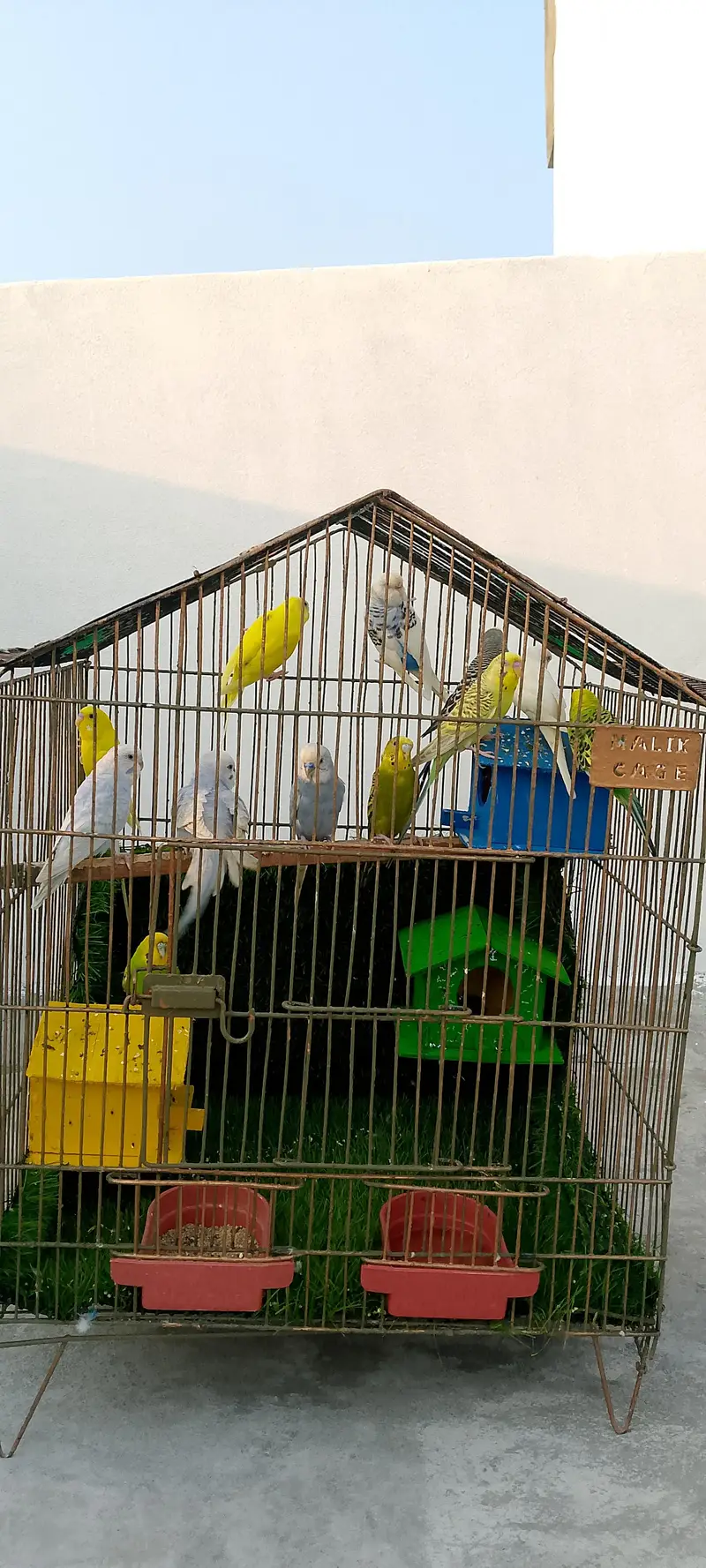 astalian birds 6 pair — photo 6