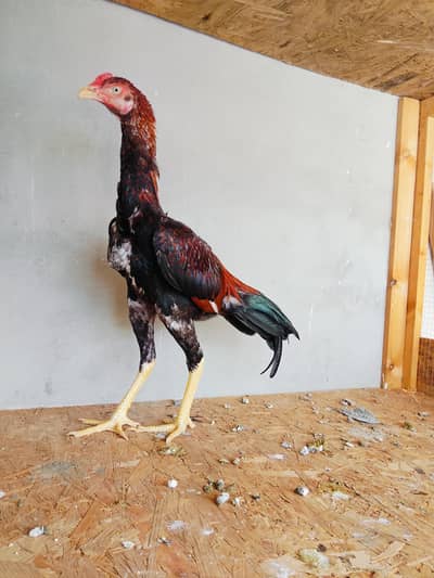 Pure Pakistani aseel  Quality bird