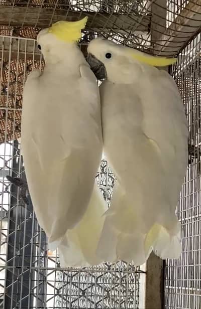 Cockatoo Beautiful pair 03365118989