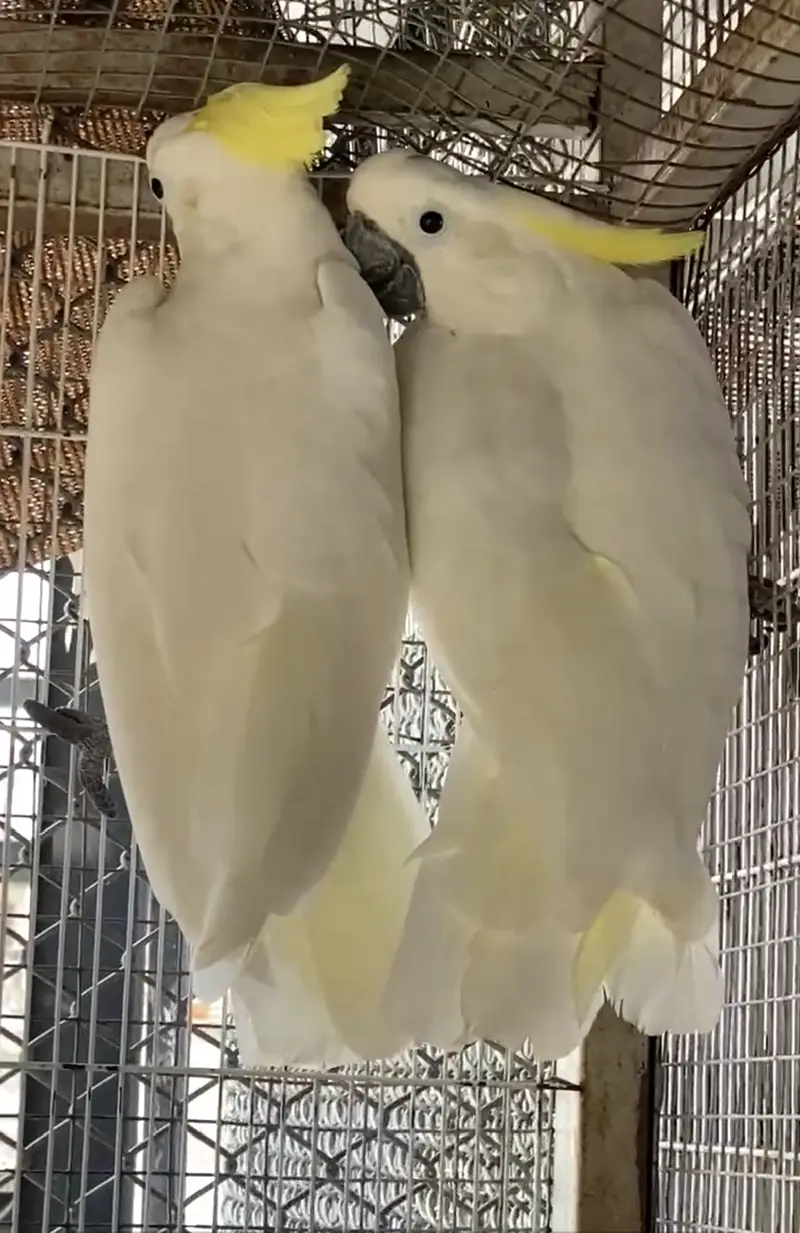 Cockatoo Beautiful pair 03365118989