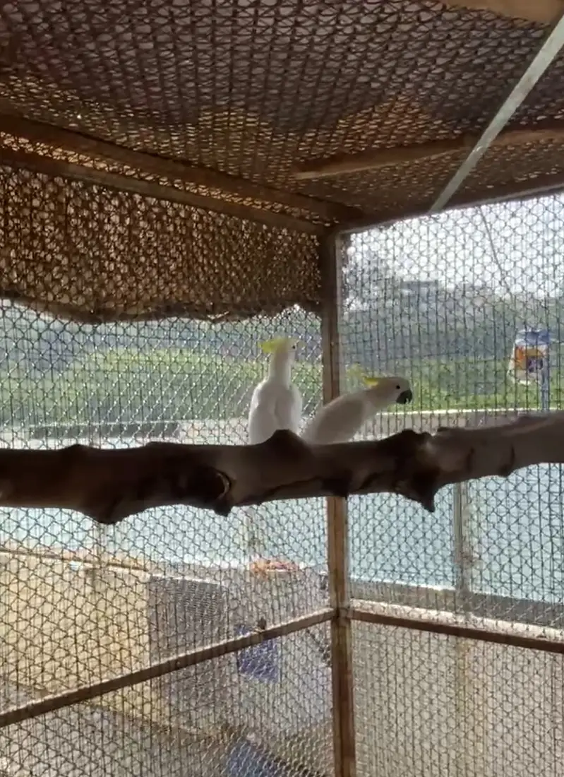 Cockatoo Beautiful pair 03365118989 — photo 2