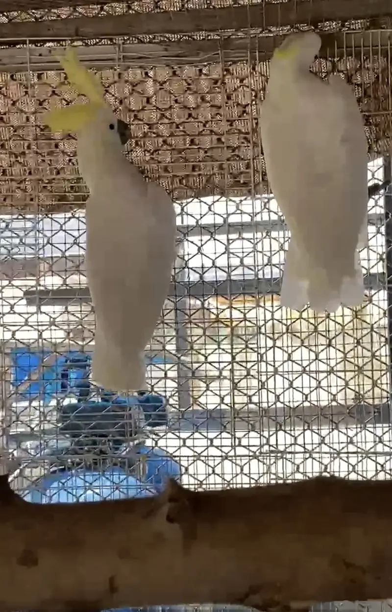 Cockatoo Beautiful pair 03365118989 — photo 3