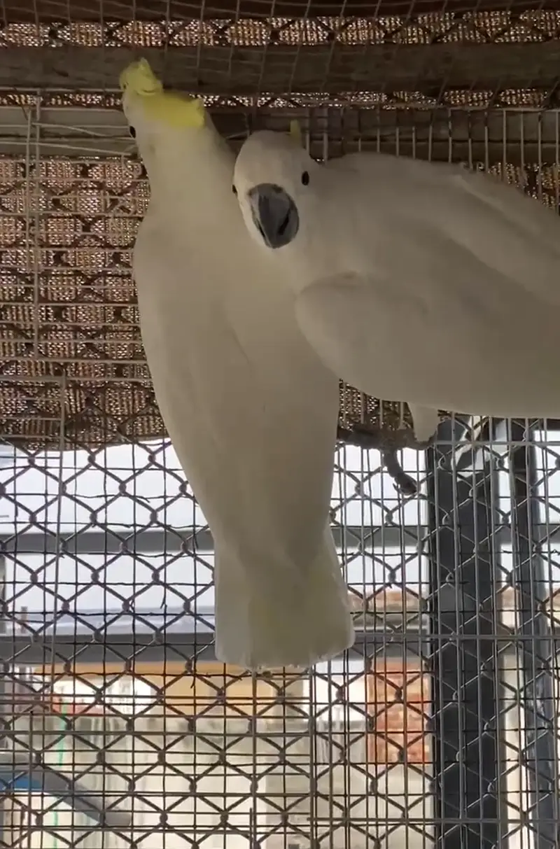 Cockatoo Beautiful pair 03365118989 — photo 4