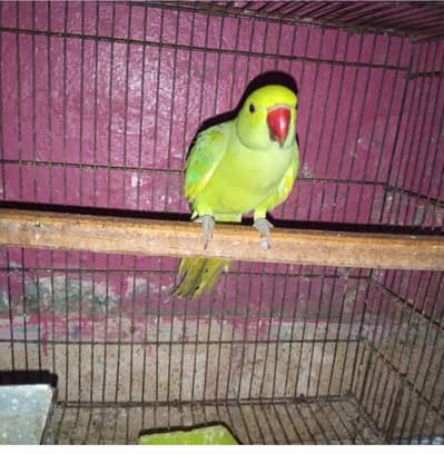 Male bird 03244201064 whatsapp