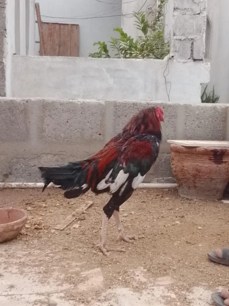new golimar khaji ground — photo 3