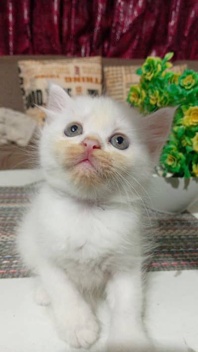 "Cute & Playful white Tabby