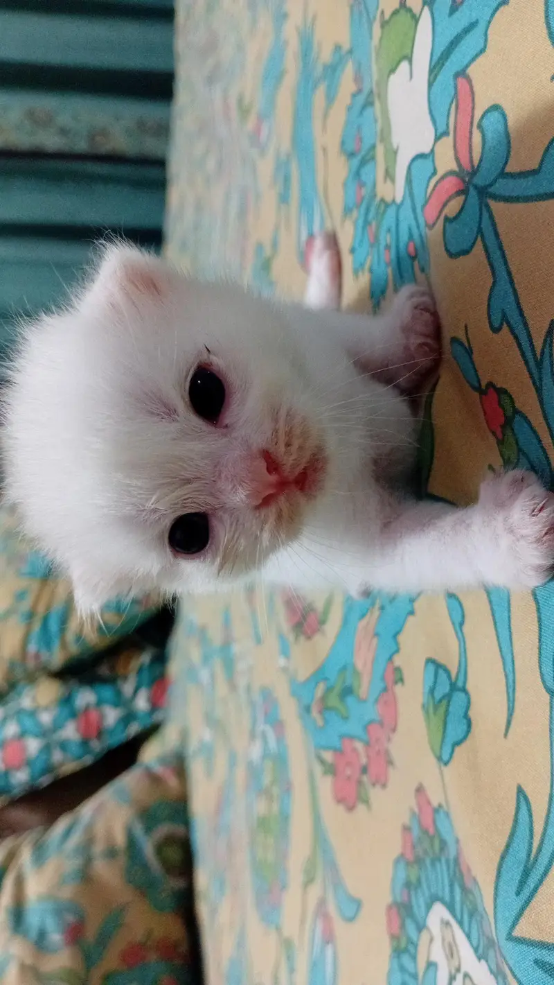 "Cute & Playful white Tabby — photo 2