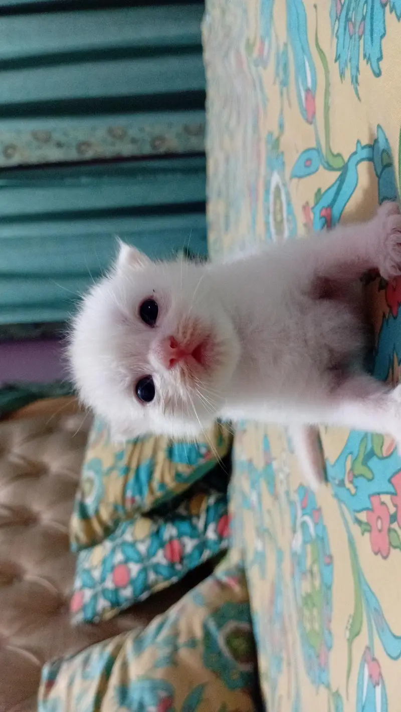 "Cute & Playful white Tabby — photo 3