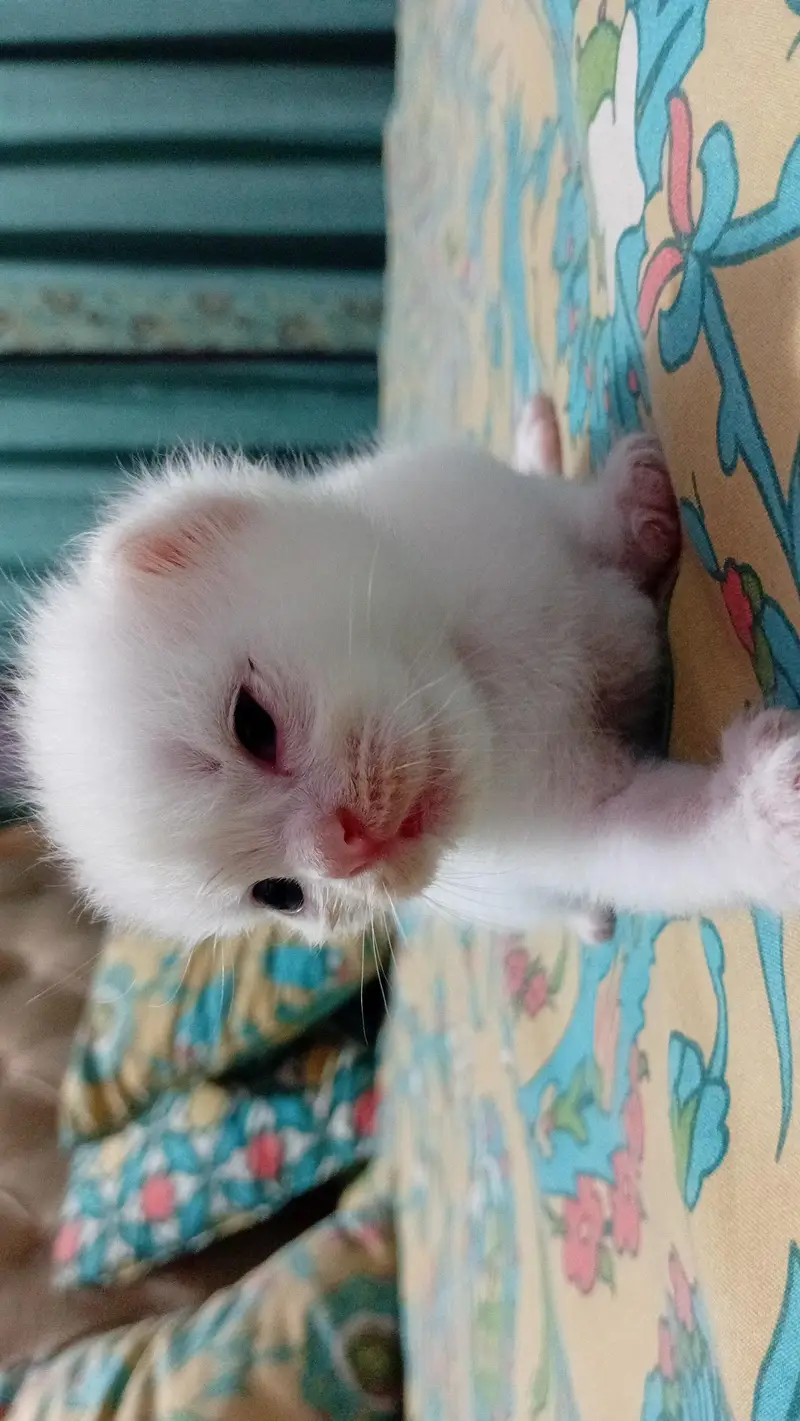 "Cute & Playful white Tabby — photo 5