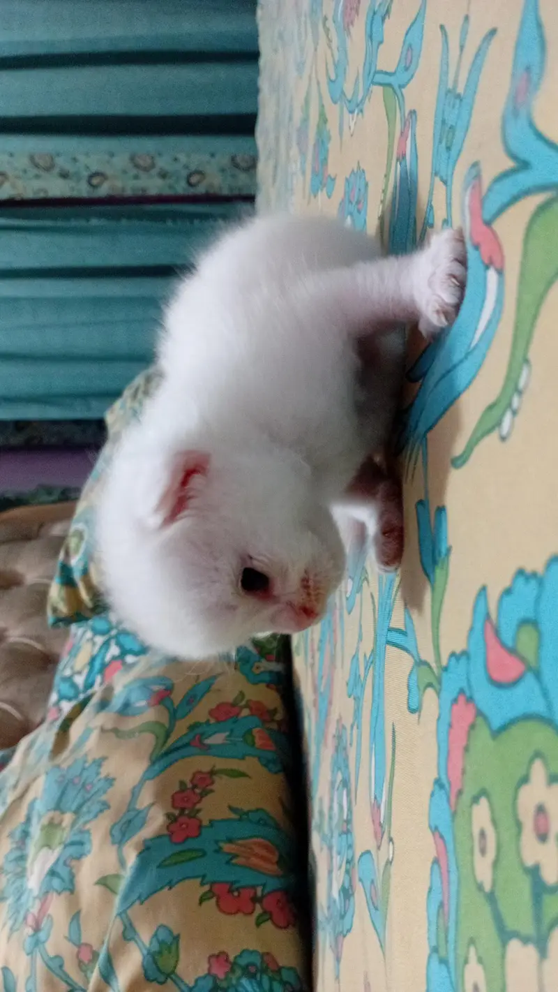 "Cute & Playful white Tabby — photo 6