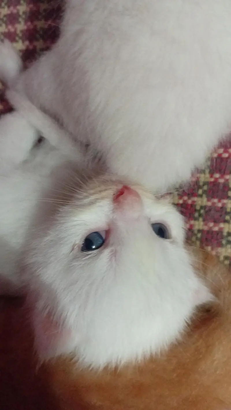 "Cute & Playful white Tabby — photo 7