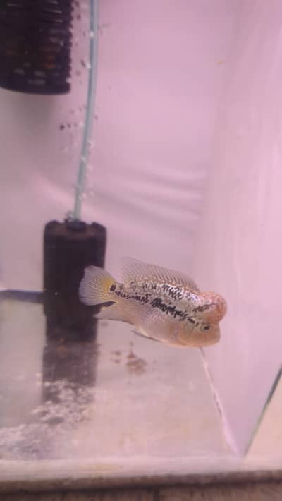dual tonee kamfa 2.5 inch red lungs yellow tail Whatsapp no 3162206414