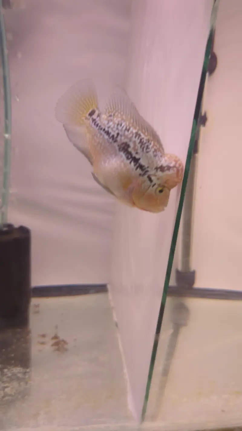 dual tonee kamfa 2.5 inch red lungs yellow tail Whatsapp no 3162206414 — photo 2