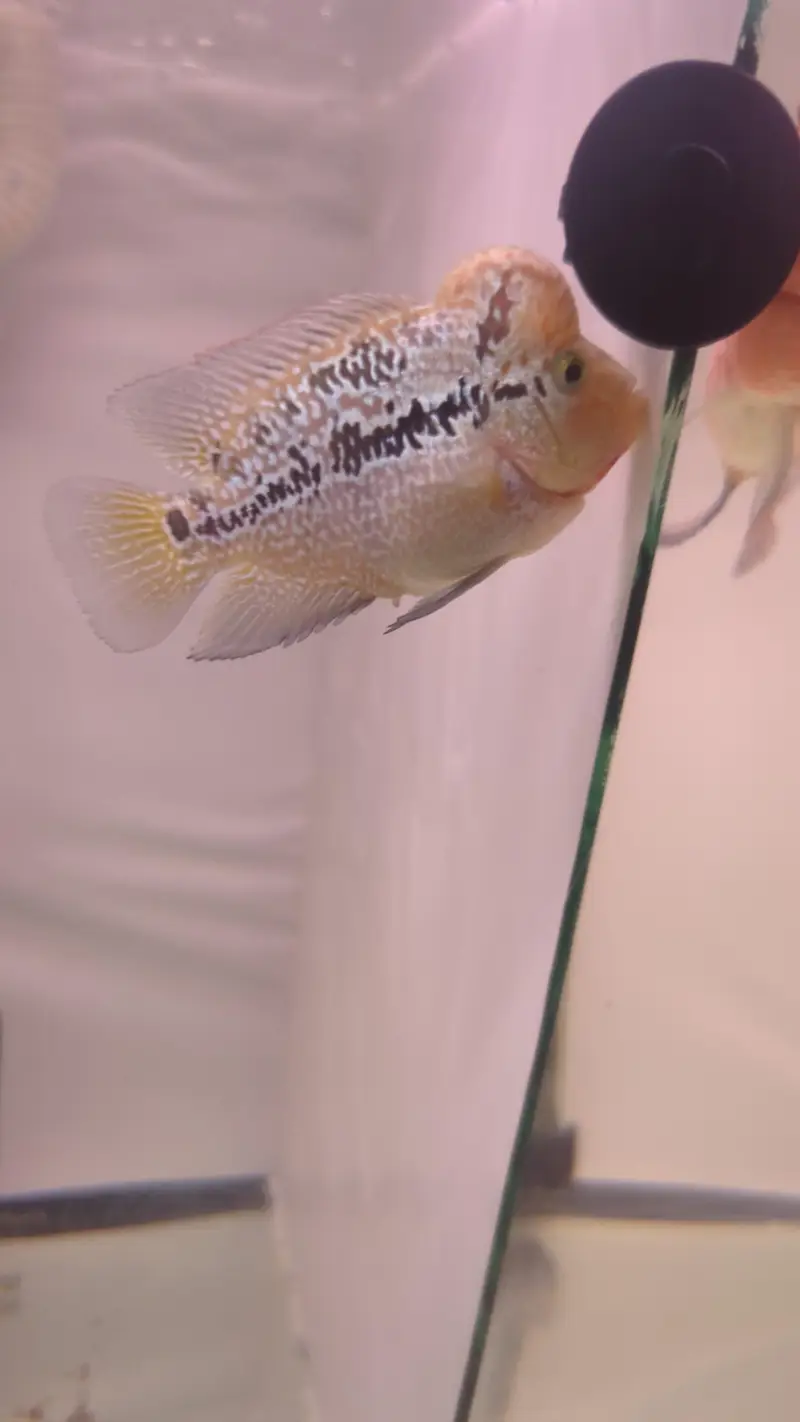 dual tonee kamfa 2.5 inch red lungs yellow tail Whatsapp no 3162206414 — photo 3