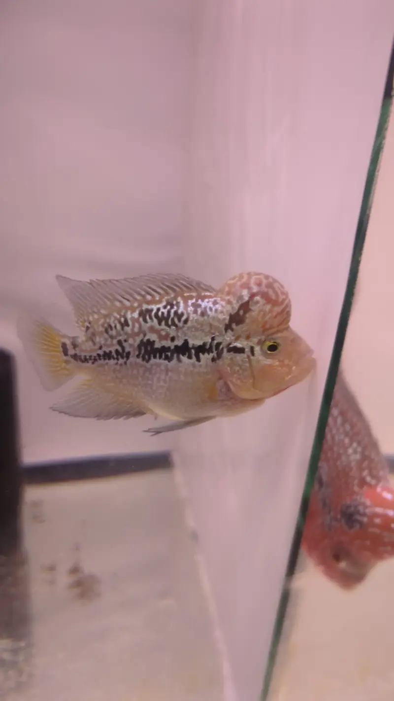 dual tonee kamfa 2.5 inch red lungs yellow tail Whatsapp no 3162206414 — photo 4