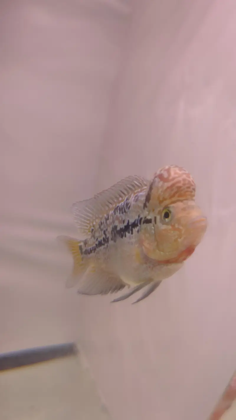 dual tonee kamfa 2.5 inch red lungs yellow tail Whatsapp no 3162206414 — photo 5