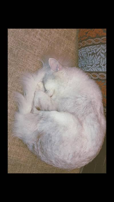 Triple coded female persian cat