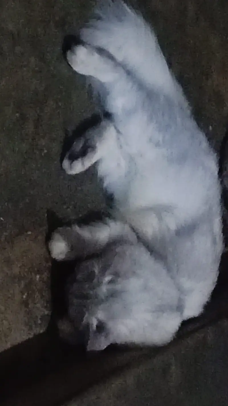 Triple coded female persian cat — photo 2