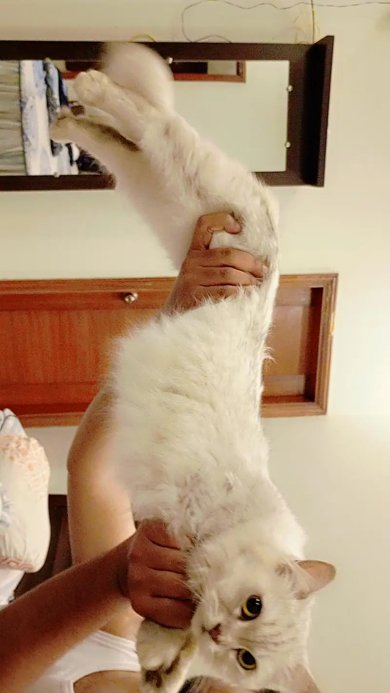 Triple coded female persian cat — photo 3