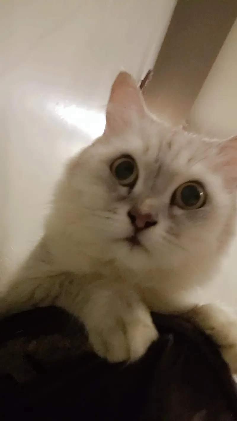 Triple coded female persian cat — photo 4