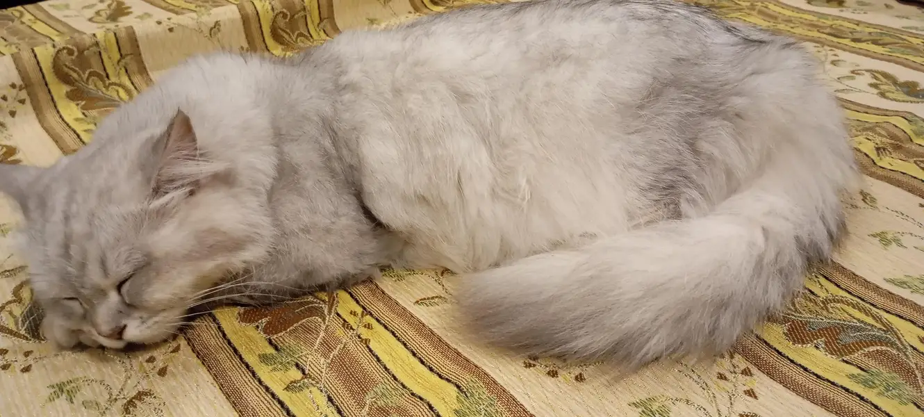 Triple coded female persian cat — photo 5